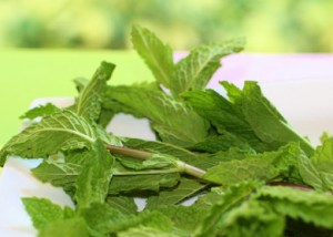 Mint-Cooking-with-herbs-390x279