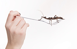 edible-insects